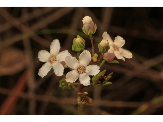 Samolus ebracteatus (Limewater brookweed) #44716