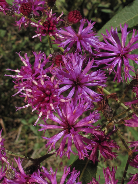 Vernonia gigantea ssp. gigantea (Giant ironweed) #44770