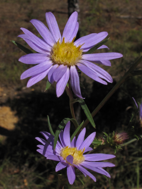 Eurybia hemispherica (Southern prairie aster) #44774