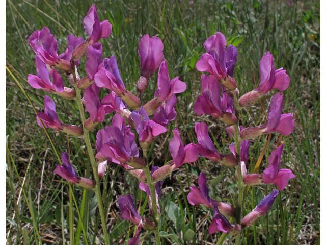 Oxytropis lambertii (Purple locoweed) #44791