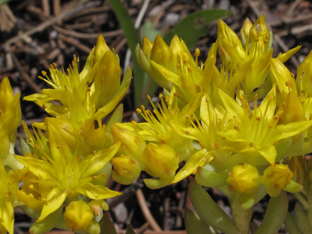 Sedum lanceolatum (Spearleaf stonecrop) #44792