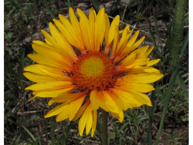 Gaillardia aristata (Common gaillardia) #44806