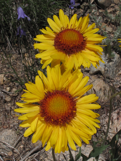 Gaillardia aristata (Common gaillardia) #44808