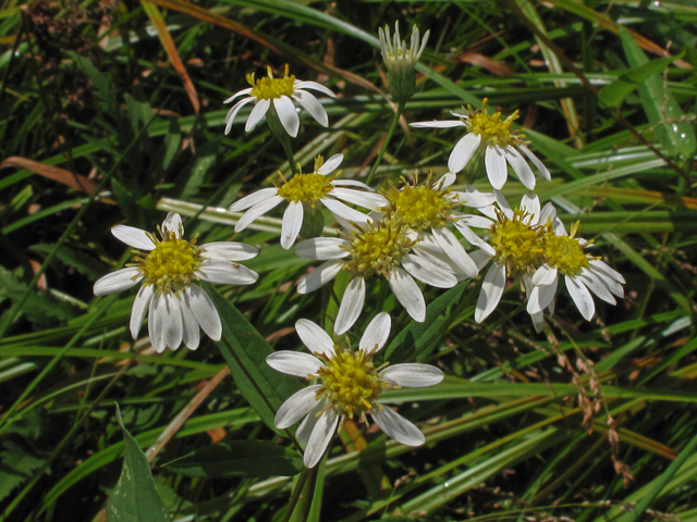 Doellingeria umbellata (Parasol whitetop) #44932