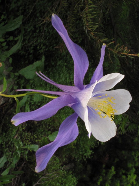 Aquilegia coerulea (Colorado blue columbine) #44946