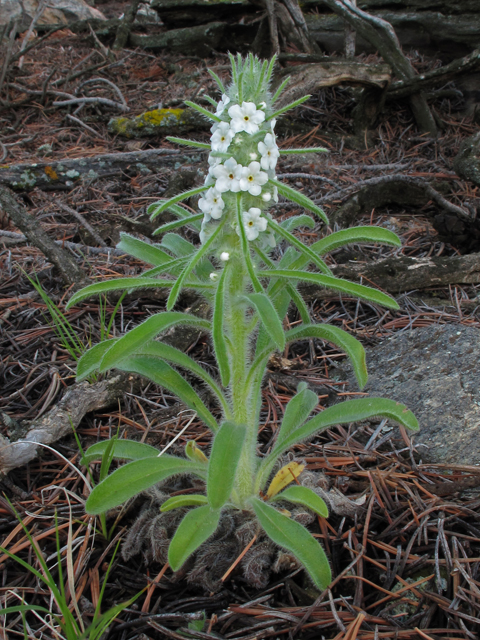 Cryptantha virgata (Miner's candle) #44951