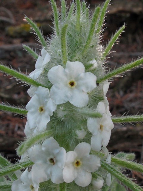 Cryptantha virgata (Miner's candle) #44952