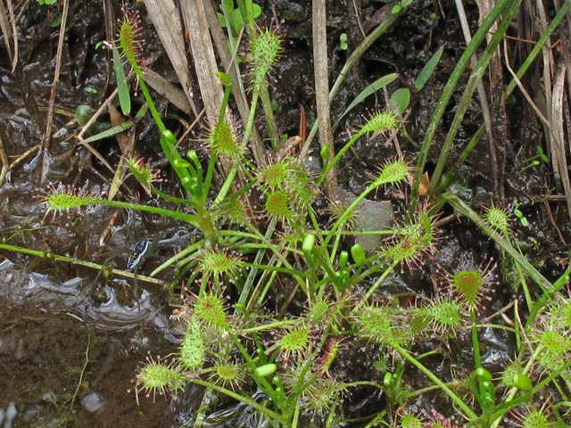 Drosera intermedia (Spoonleaf sundew) #44970