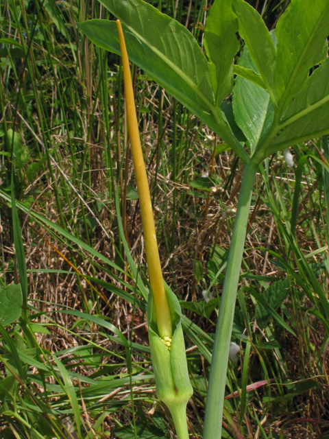 Arisaema dracontium (Green dragon) #44982