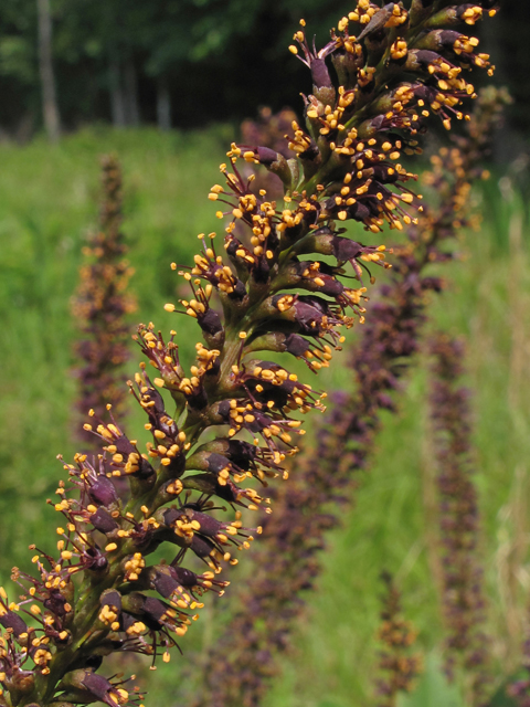 Amorpha glabra (Mountain false indigo) #44987