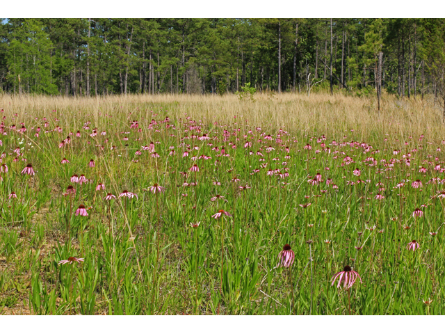 Echinacea simulata (Wavyleaf purple coneflower) #44996