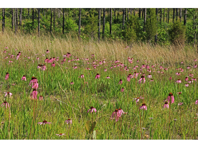 Echinacea simulata (Wavyleaf purple coneflower) #44997