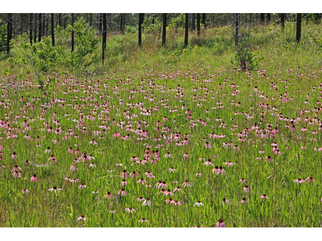 Echinacea simulata (Wavyleaf purple coneflower) #45002