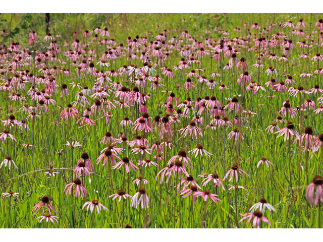 Echinacea simulata (Wavyleaf purple coneflower) #45003