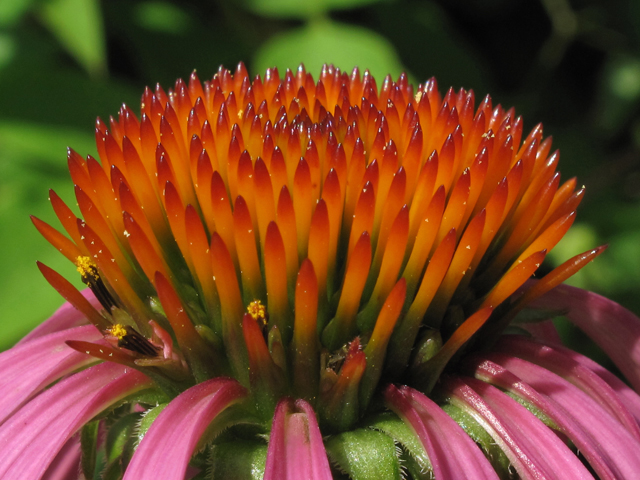 Echinacea purpurea (Eastern purple coneflower) #45007