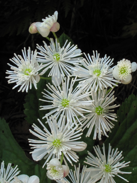 Trautvetteria caroliniensis var. caroliniensis (Carolina bugbane) #45015