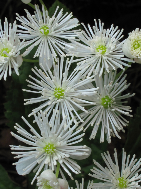 Trautvetteria caroliniensis var. caroliniensis (Carolina bugbane) #45016