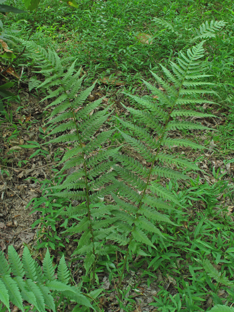 Dryopteris australis (Woodfern) #45040