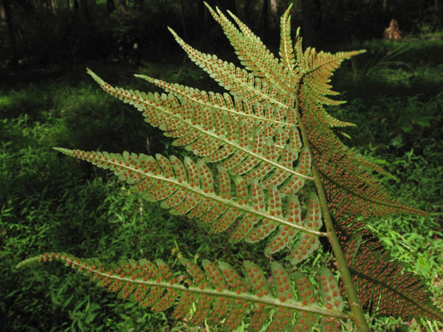 Dryopteris australis (Woodfern) #45041