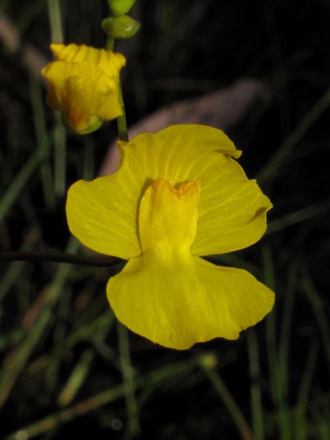 Utricularia striata (Striped bladderwort) #45114