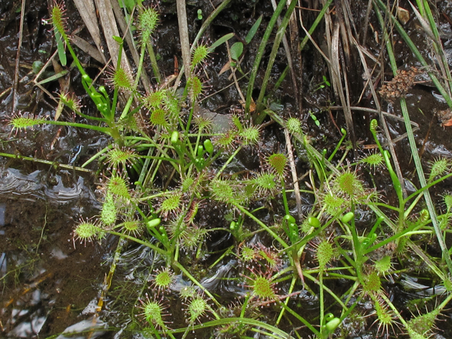 Drosera intermedia (Spoonleaf sundew) #45211