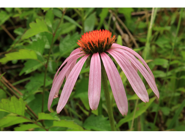 Echinacea purpurea (Eastern purple coneflower) #45219