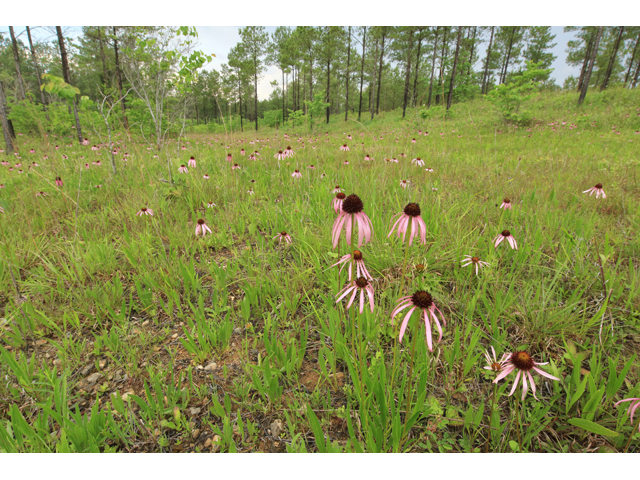 Echinacea simulata (Wavyleaf purple coneflower) #45232