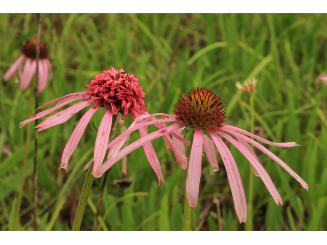 Echinacea simulata (Wavyleaf purple coneflower) #45234