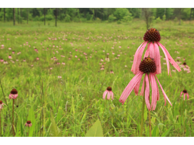 Echinacea simulata (Wavyleaf purple coneflower) #45258