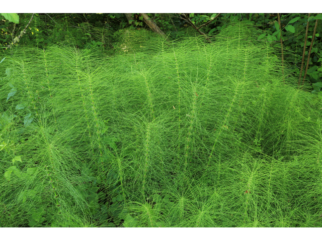 Equisetum telmateia (Giant horsetail) #45270