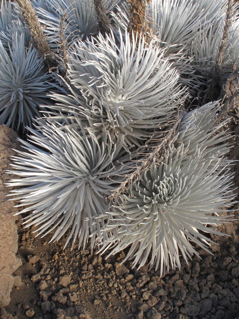 Argyroxiphium sandwicense ssp. sandwicense (Mauna kea silversword) #45313