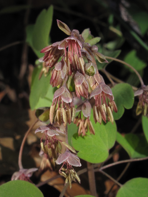 Thalictrum debile (Southern meadow-rue) #45352