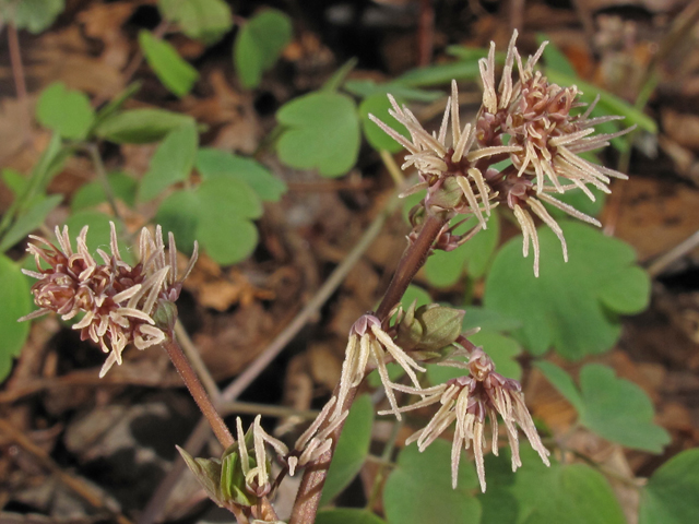 Thalictrum debile (Southern meadow-rue) #45355