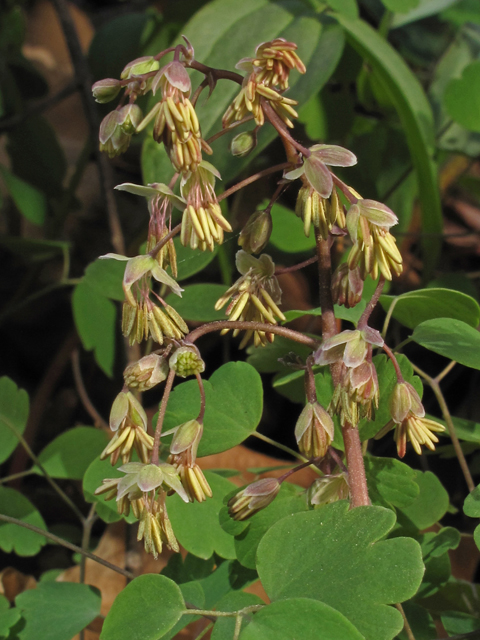 Thalictrum debile (Southern meadow-rue) #45356