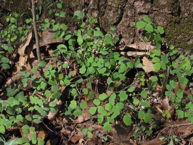 Thalictrum debile (Southern meadow-rue) #45357