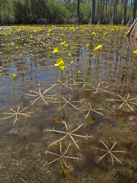 Utricularia inflata (Swollen bladderwort) #45369