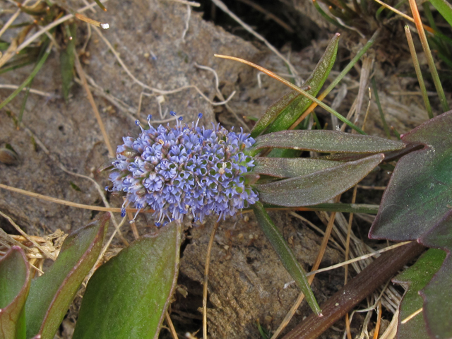 Eryngium prostratum (Creeping eryngo) #45412