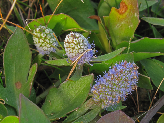 Eryngium prostratum (Creeping eryngo) #45414