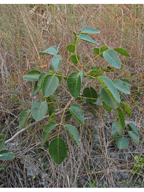 Metopium toxiferum (Florida poisontree) #45484