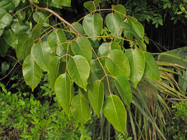 Metopium toxiferum (Florida poisontree) #45485