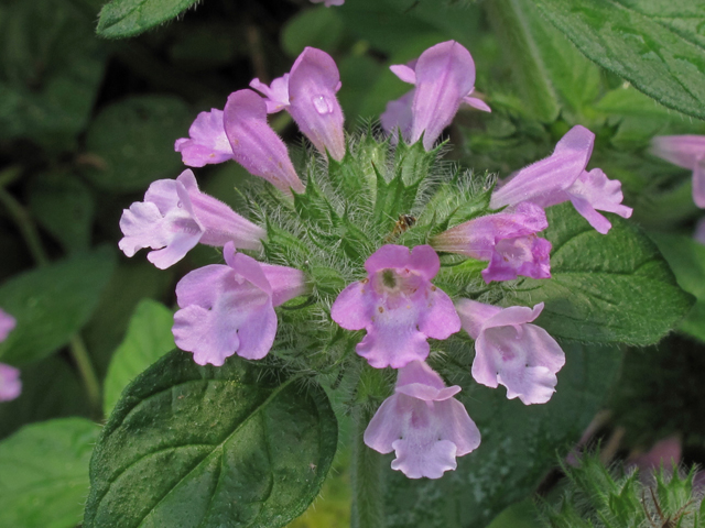 Clinopodium vulgare (Wild basil) #45814