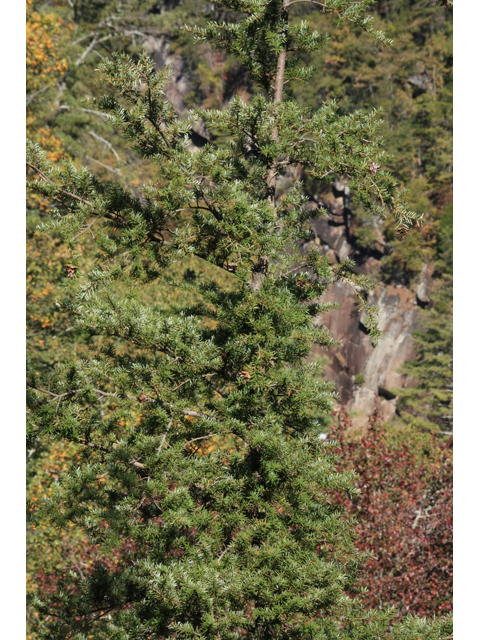 Tsuga caroliniana (Carolina hemlock) #45825