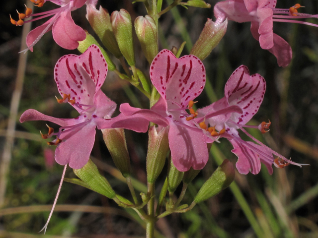 Dicerandra linearifolia (Coastal plain balm) #45835