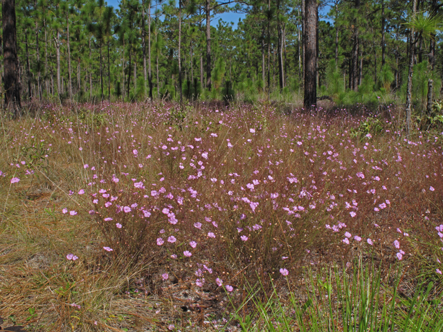 Agalinis plukenetii (Chattahoochee false foxglove) #45852