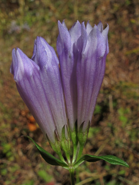 Gentianella quinquefolia (Agueweed) #45856