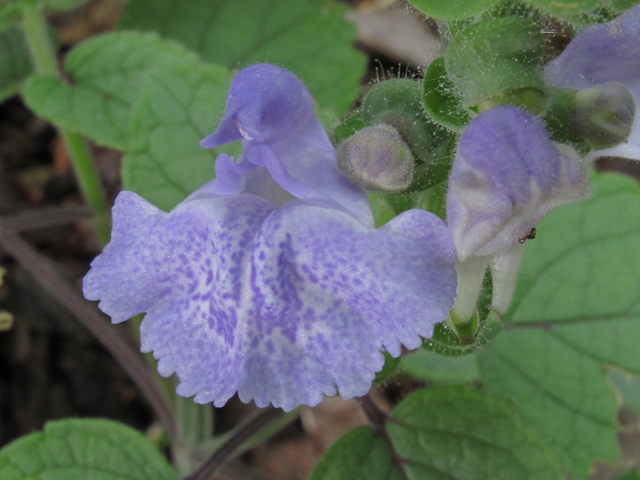 Scutellaria ovata ssp. bracteata (Heartleaf skullcap) #46000