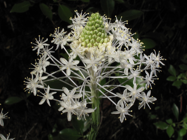 Xerophyllum asphodeloides (Eastern turkeybeard) #46007