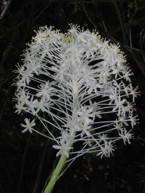 Xerophyllum asphodeloides (Eastern turkeybeard) #46009