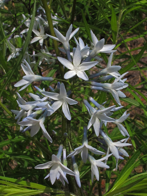 Amsonia tabernaemontana (Eastern bluestar) #46066