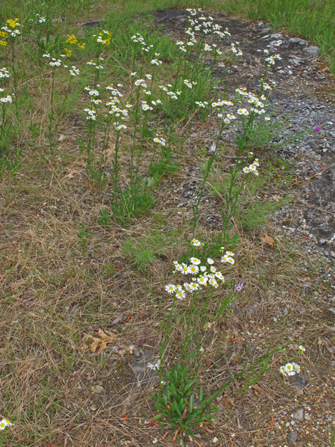 Erigeron strigosus var. calcicola (Limestone prairie fleabane) #46082